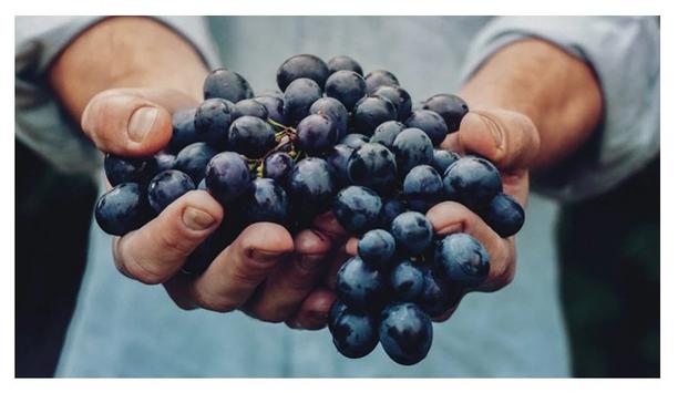 Maersk offers cold chain logistics for grapes export from India to Europe