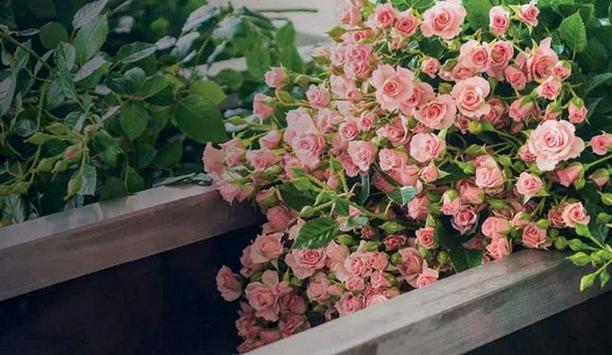 Maersk shipping vessels help to transport Sian Flower’s produce to help them achieve their sustainability goals