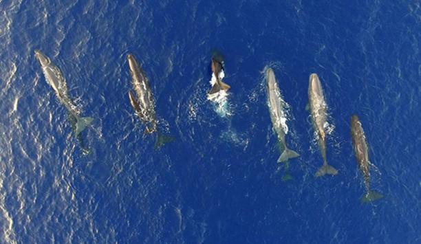 MSC takes action to save endangered whales in the Mediterranean